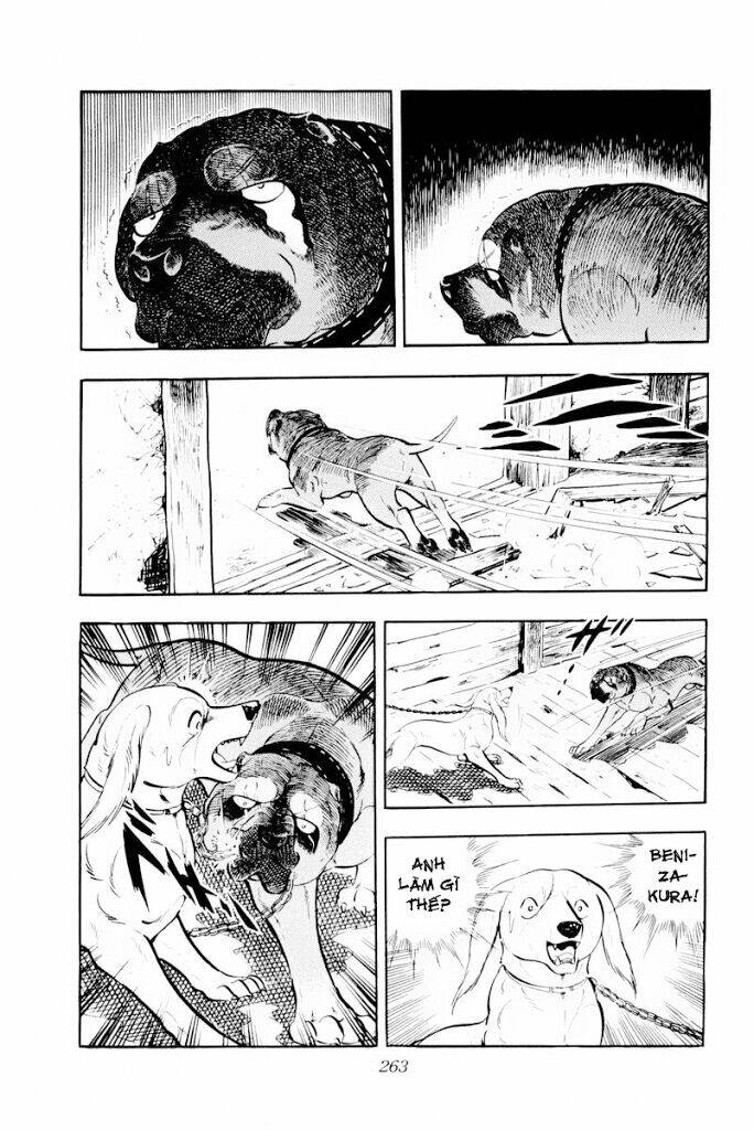 chú chó có nghĩa - ginga nagareboshi gin chapter 30.1 21