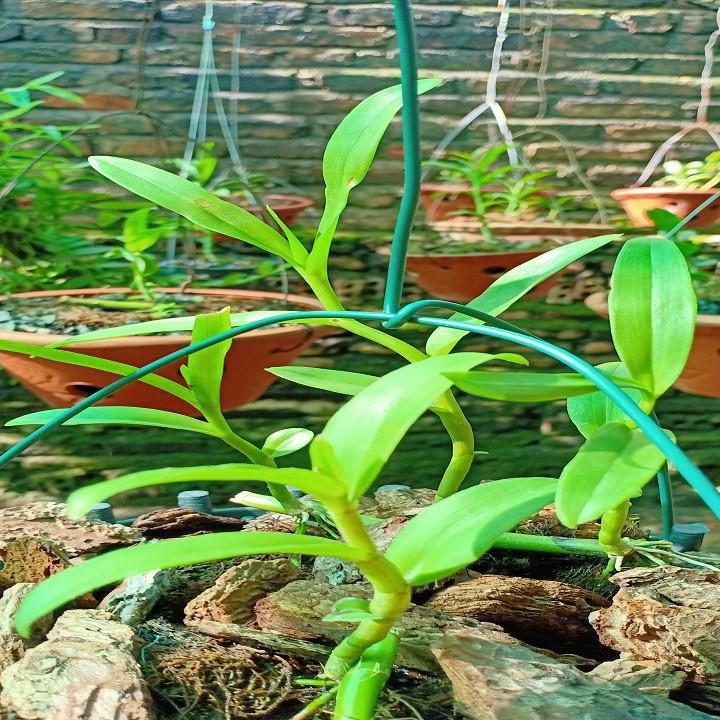 Hoa lan - 5ct bảo duy hàng gieo hạt( cao 15cm)
