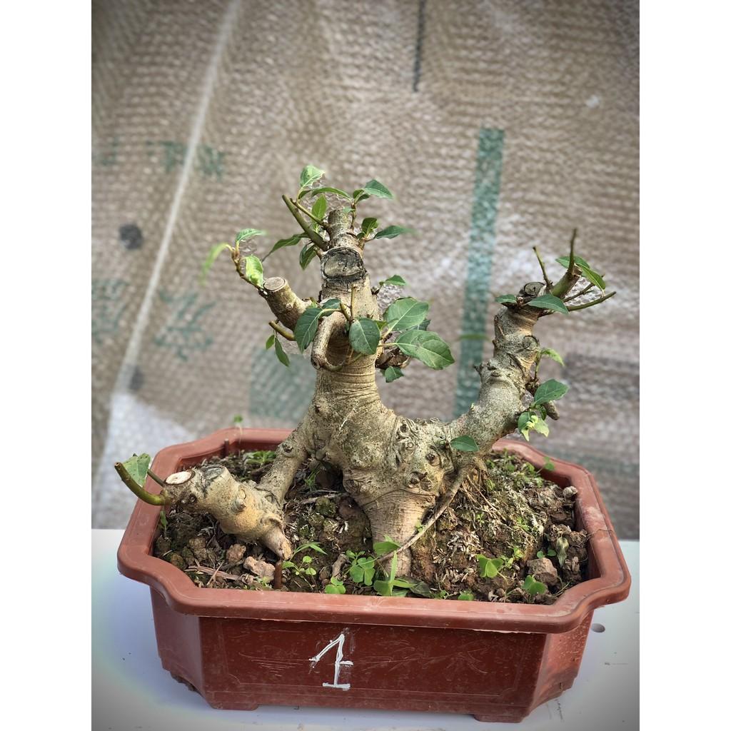 Cây sung bonsai ảnh thật 1-12 tùy chọn