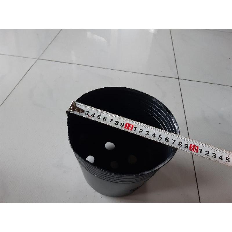 50 chậu c8 liên an