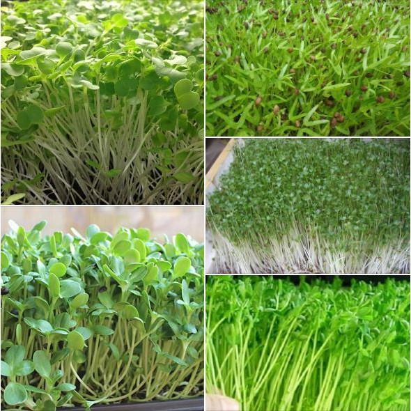 Combo 3 gói hạt giống rau ăn mầm