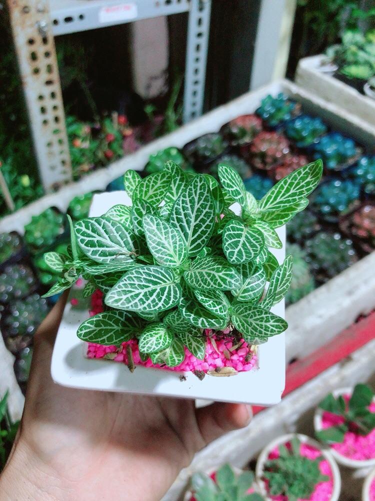 Chậu Cây Lá May Mắn Xanh Nhạt