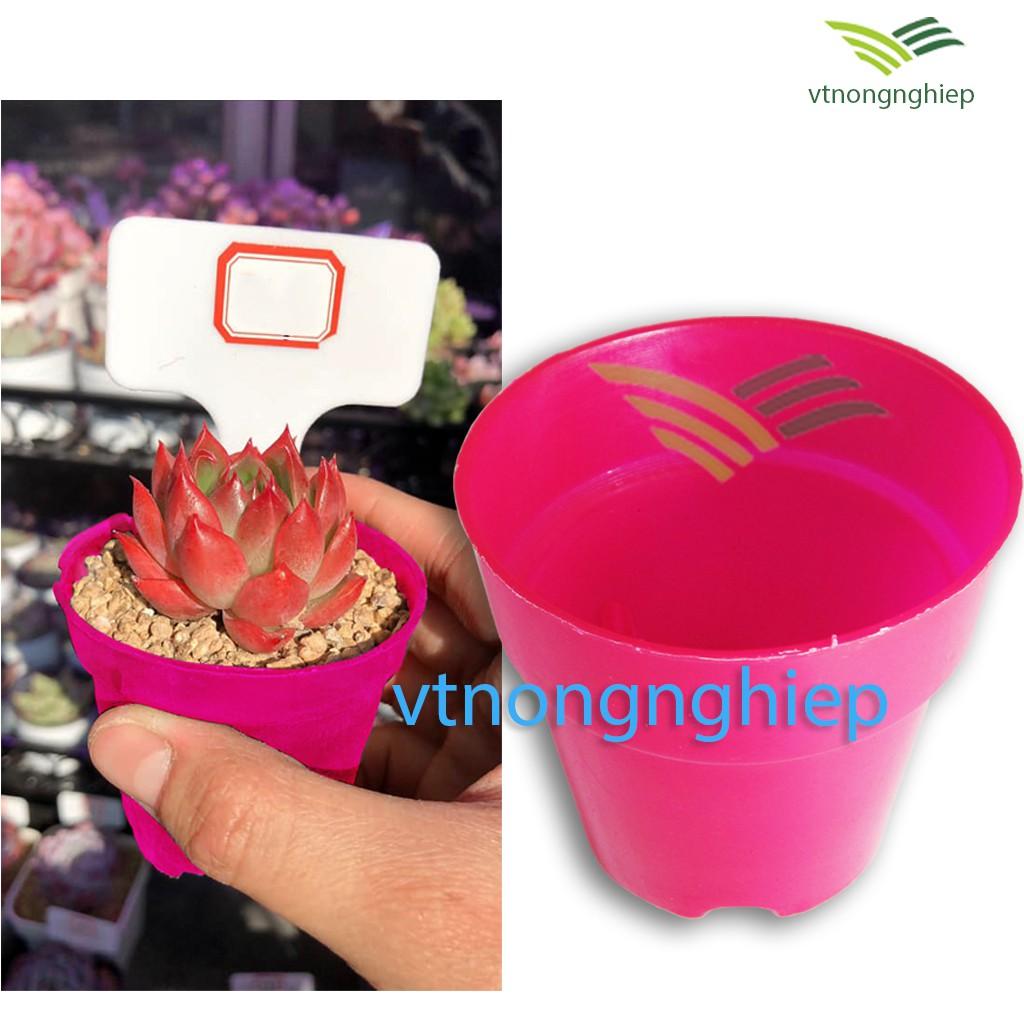 5 chậu nhựa trồng cây mini, trồng sen đá, xương rồng, phi 7.5cm