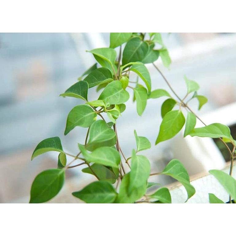 Cây giống cây lá giang nấu canh chua- cây giống bầu ổn định