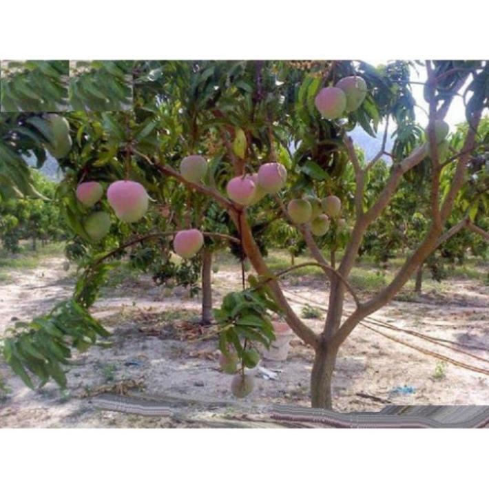 Cây giống XOÀI ÚC - Giống chuẩn F1 - Siêu sai quả ngon, ngọt