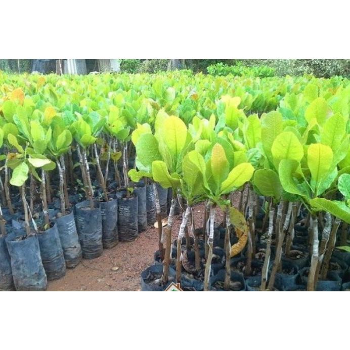 Cây giống Điều PN1 cao sản .