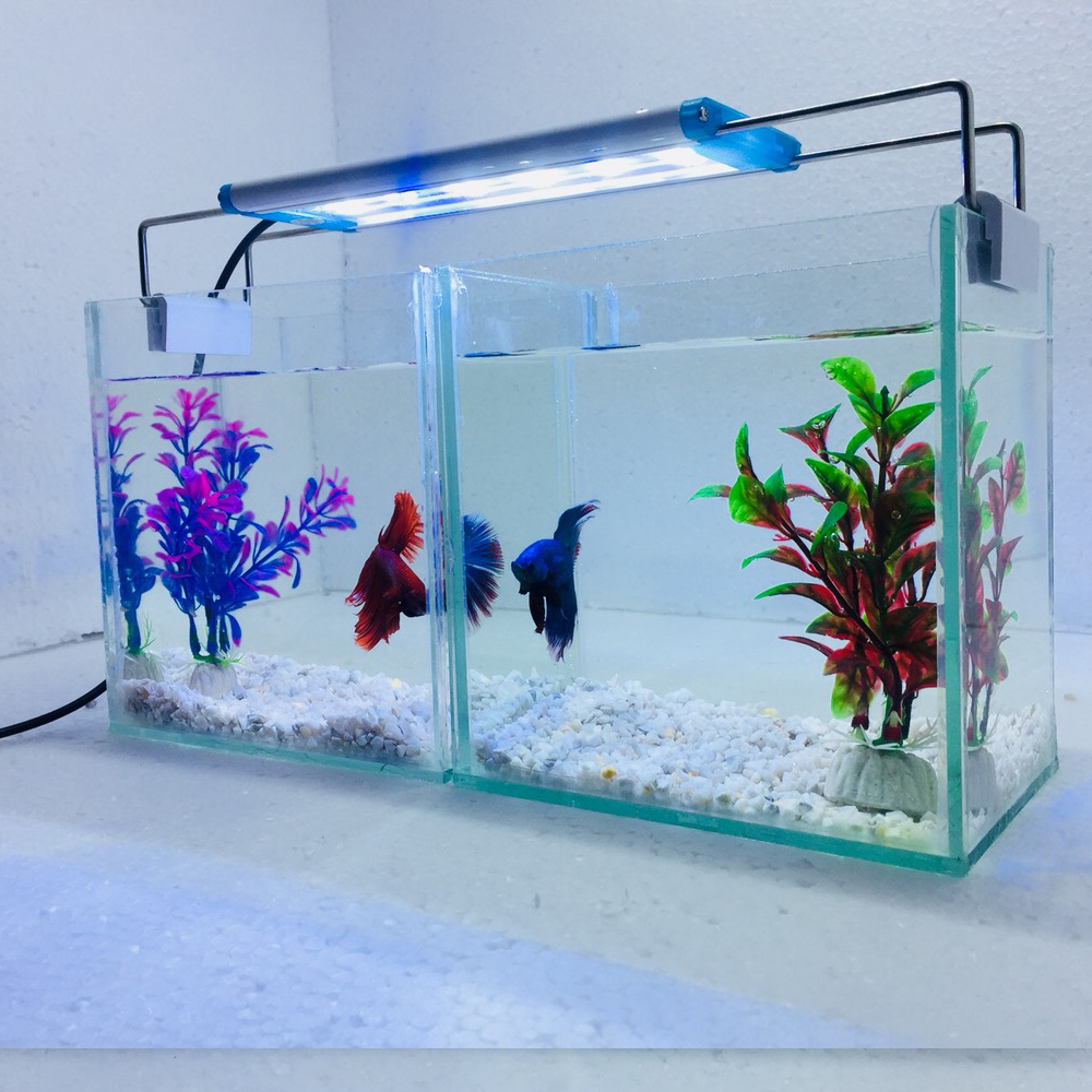 Combo 2 bể cá mini để bàn 15cm có đèn led