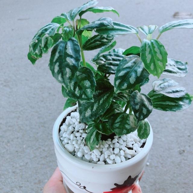 Chậu Cây Lá Dưa Hấu