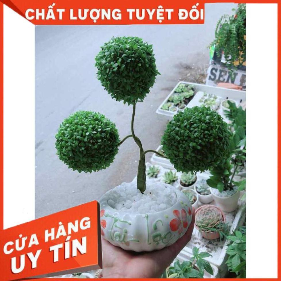 Chậu cây may mắn Nhiều Người Mua