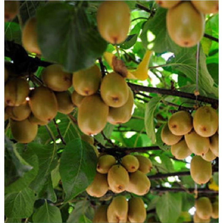 Hạt giống cây ăn trái kiwi KNS3452 - Gói 30 hạt