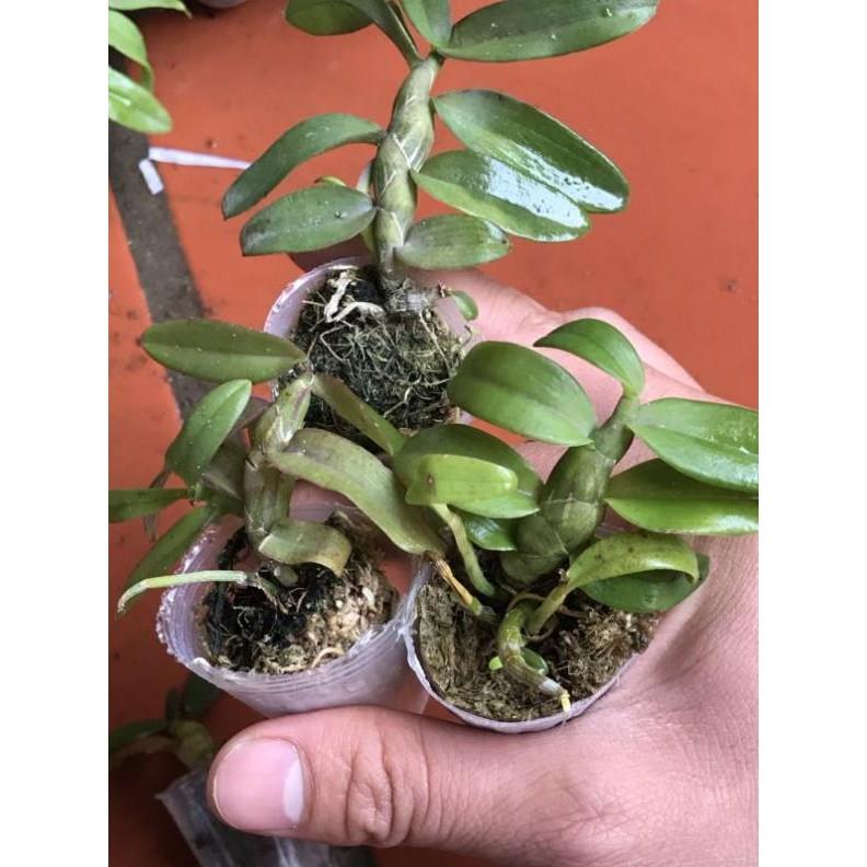 Phi điệp tím giống