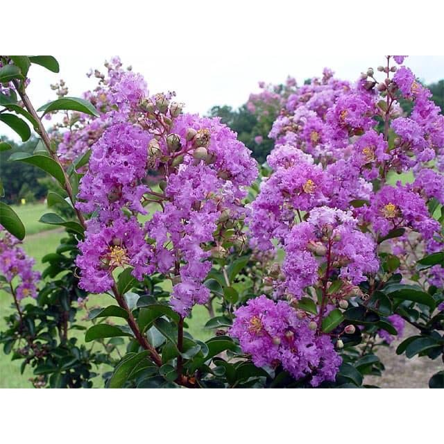 Cây Hoa Bằng lăng tím - cây giống lớn cao 1,2m trở lên