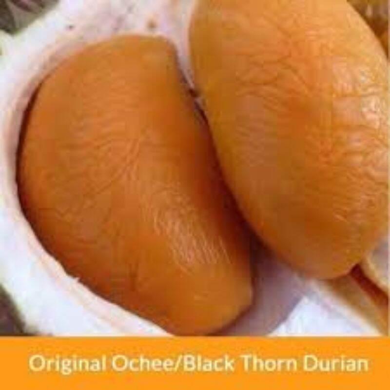 CÂY GIỐNG SẦU RIÊNG BLACK THORN SIÊU SỚM