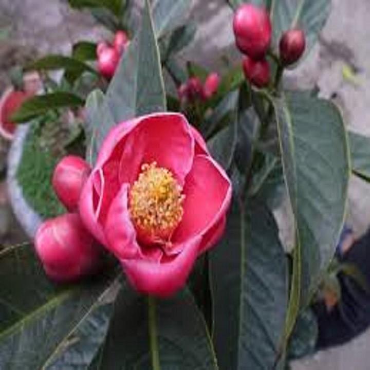 HOA HẢI ĐƯỜNG ĐỎ,HOA HẢI ĐƯỜNG ĐỎ - BẦU CÂY SIZE NHỠ