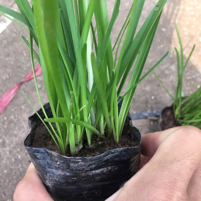 Cây tóc tiên trồng bịch đen