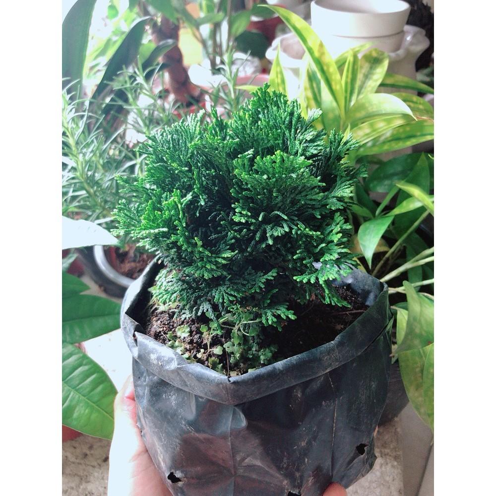 Cây Tùng Trắc Hay Trắc Tùng