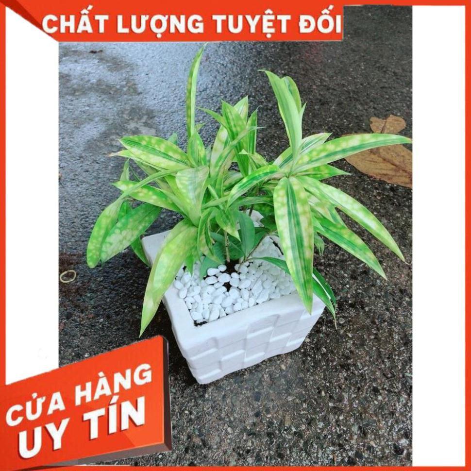 Chậu Trúc Nữ Hoàng Nhiều Người Mua