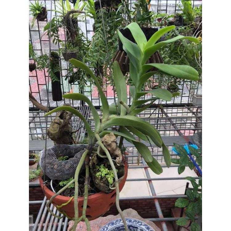 COMBO 3 LỌ Phân Bón AC MASUN +AC ZIMAC +SUPER ROOTS B1 CHAI 100ml