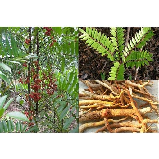 1 kg cây Mật nhân khô hỗ trợ sinh lý