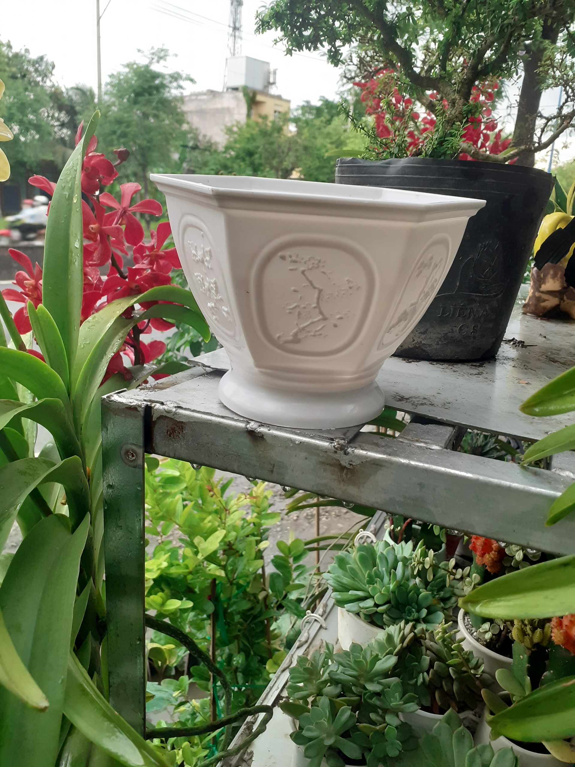 Chậu nhựa LỤC GIÁC In hình Tùng Cúc các mặt.