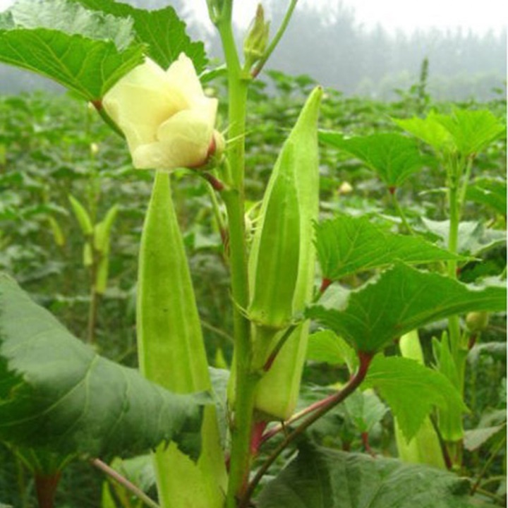 Đậu bắp Năm khía Rado 646 gói 20gram