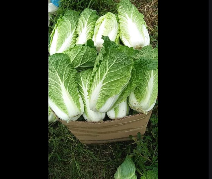Hạt giống Cải thảo