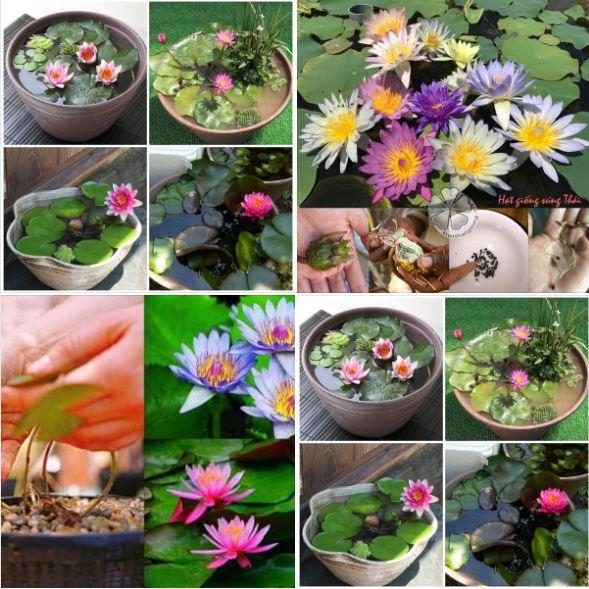 Hạt giống hoa sen mini Nhật nhiều màu - Gói 8 Hạt