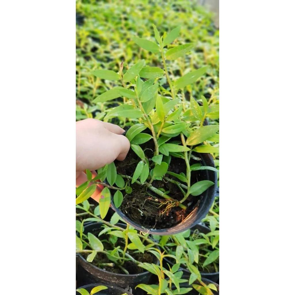 Thiên cung lữ bố 10.2019