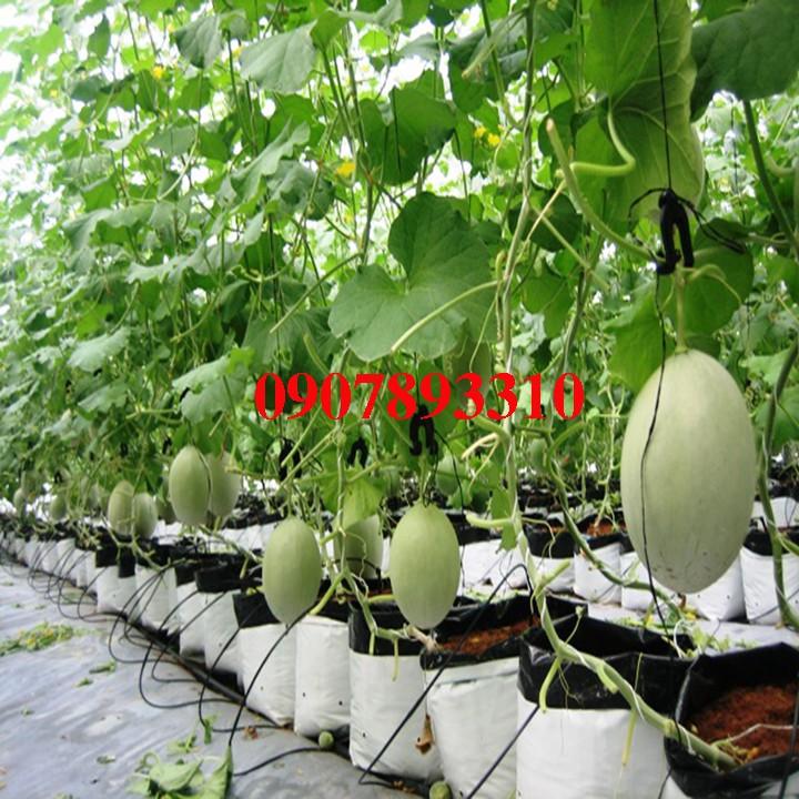 Túi trồng cây 40x40cm,Túi trồng dưa lưới,cây cảnh,cây ăn trái cở to