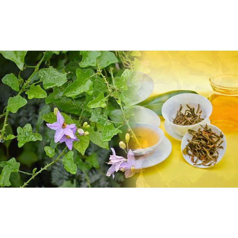 CÂY GIỐNG CÀ GAI LEO