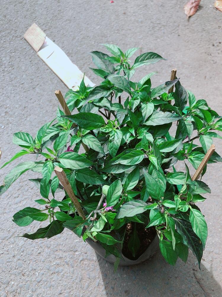 Bụi Ớt Tím