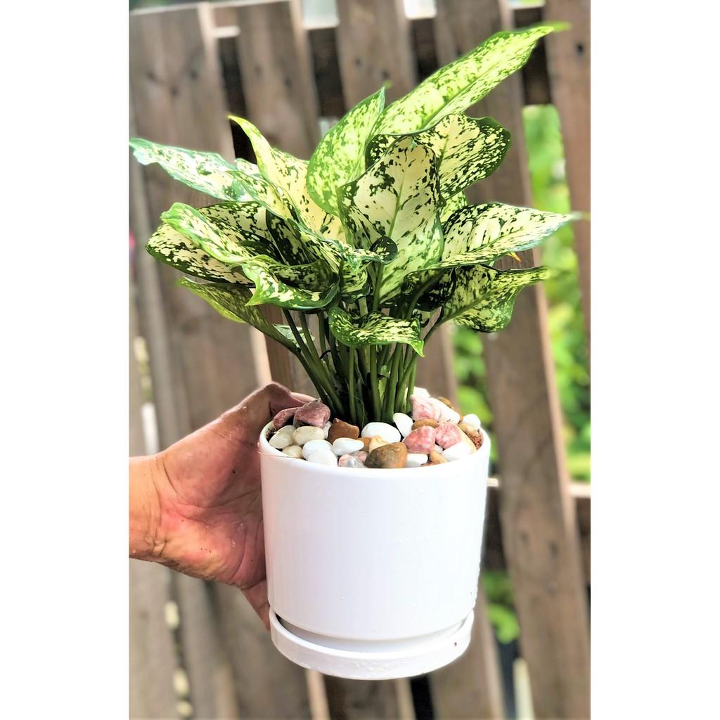Chậu sứ cây Vạn Lộc trắng để bàn tặng kèm đá trang trí