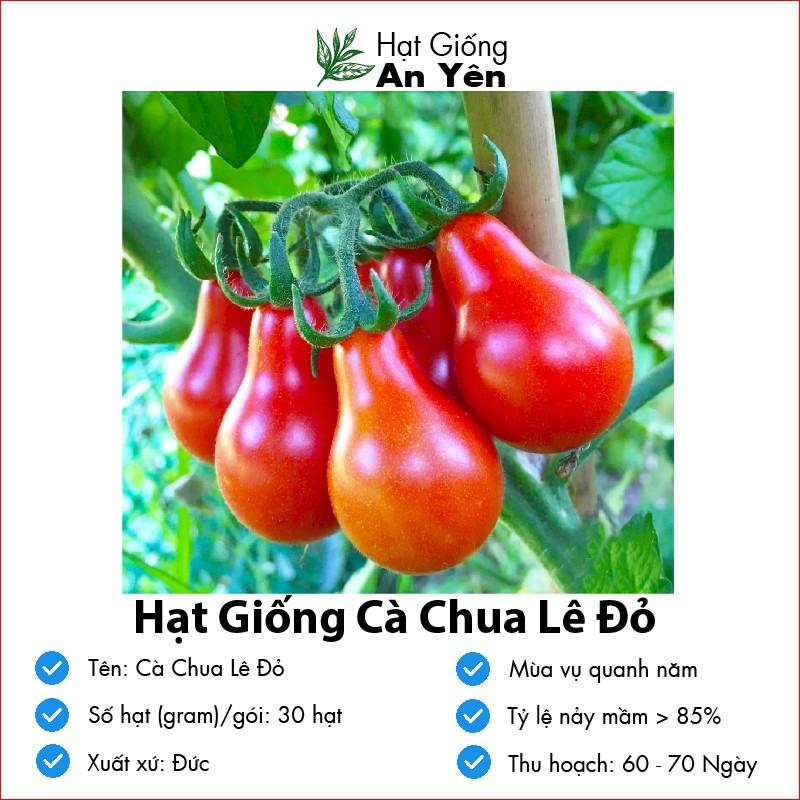 Hạt giống Cà Chua Cherry Lê Đỏ thu hoạch sớm, dễ trồng, nảy mầm cao, sinh trưởng khoẻ