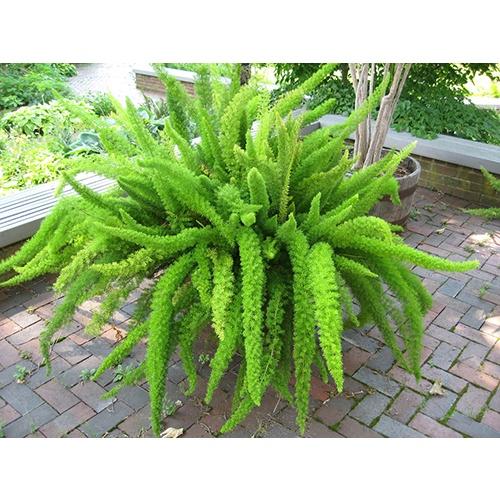 Hạt giống cây Tùng Đuôi Chồn _Trúc Thiên Môn-gói 5 hạt