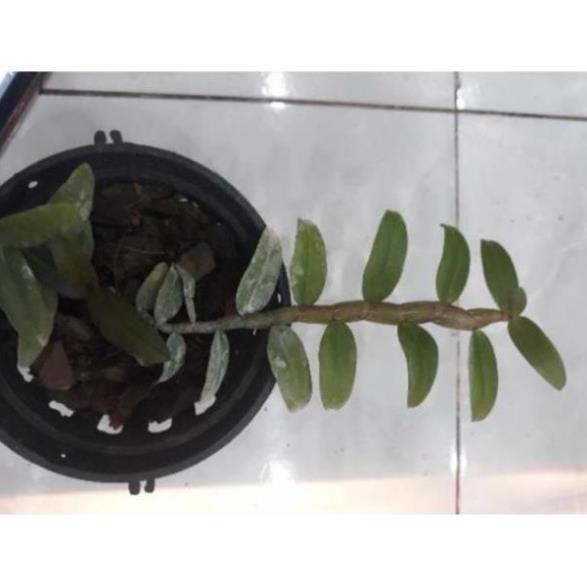Hoa phong lan - nù tam bố cây năm 3 7-10 cm