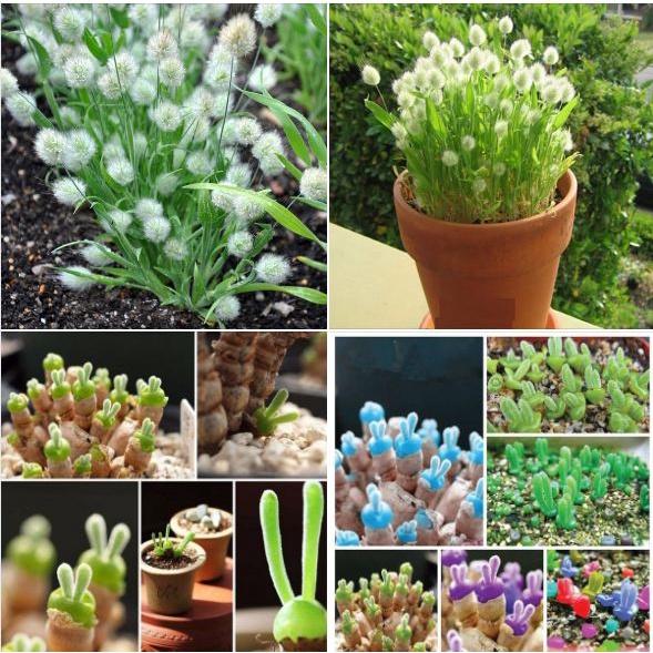 Combo 2 gói hạt giống cây cảnh mini-tặng kèm gói kích hạt nãy mầm