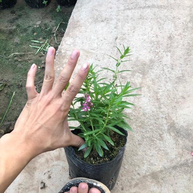 Cây hoa ngọc hân đủ màu, chiều cao 15cm hoa nở cực đẹp dễ dàng chăm sóc, thích hợp trang trí sân vườn