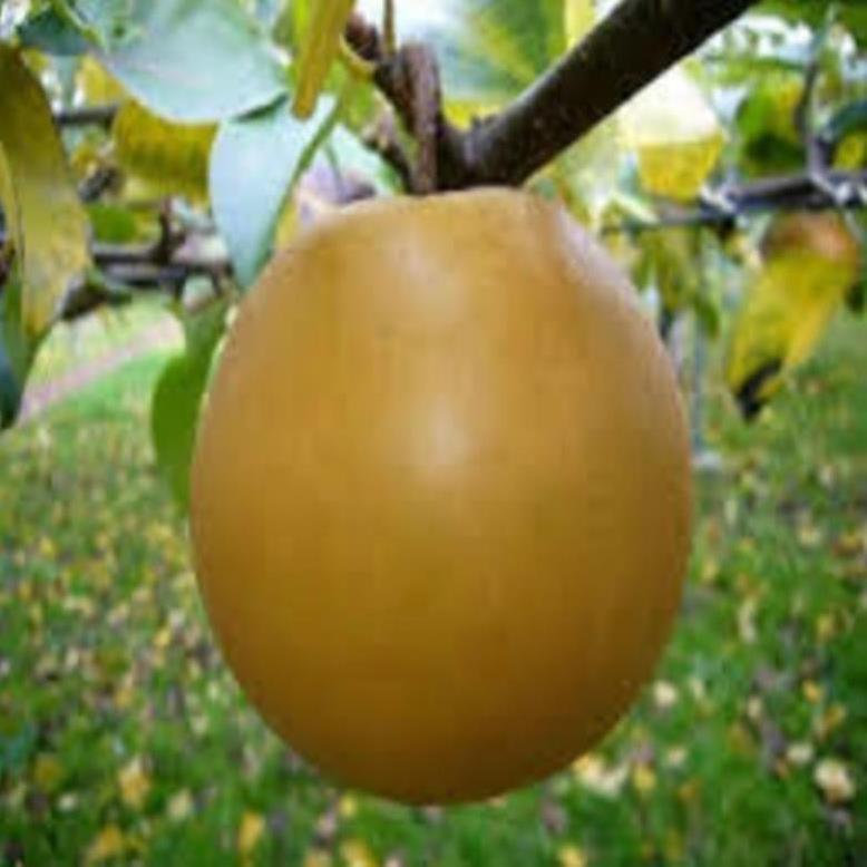 Cây giống Lê nâu Cây giống chuẩn cho năng suất cao