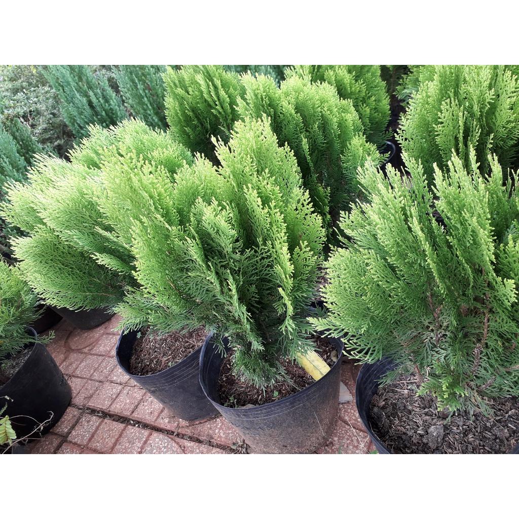 CÂY TRẮC BẠCH DIỆP chậu to như hình *