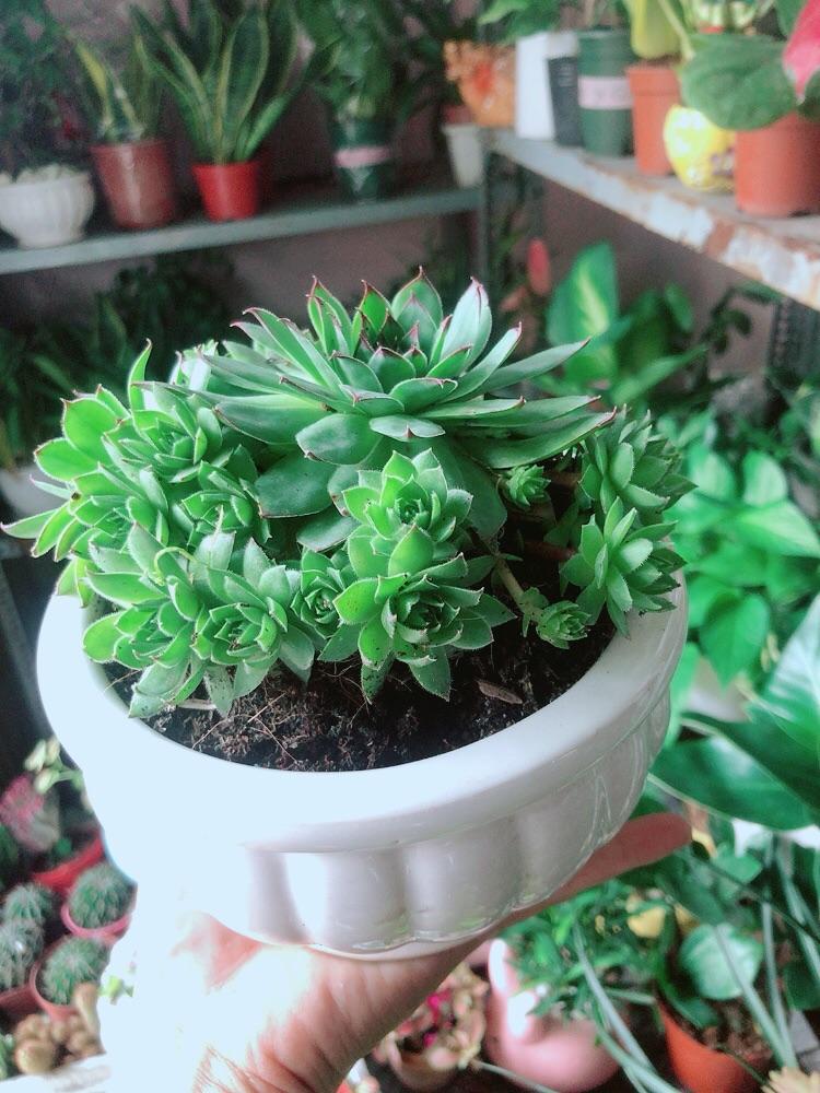 Chậu Cây Phật Bà Xanh