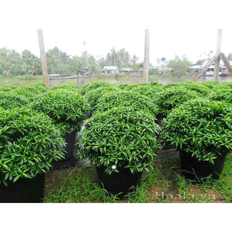 CÂY MAI VẠN PHÚC - CÂY LỚN, GỬI ĐI NGUYÊN CHẬU