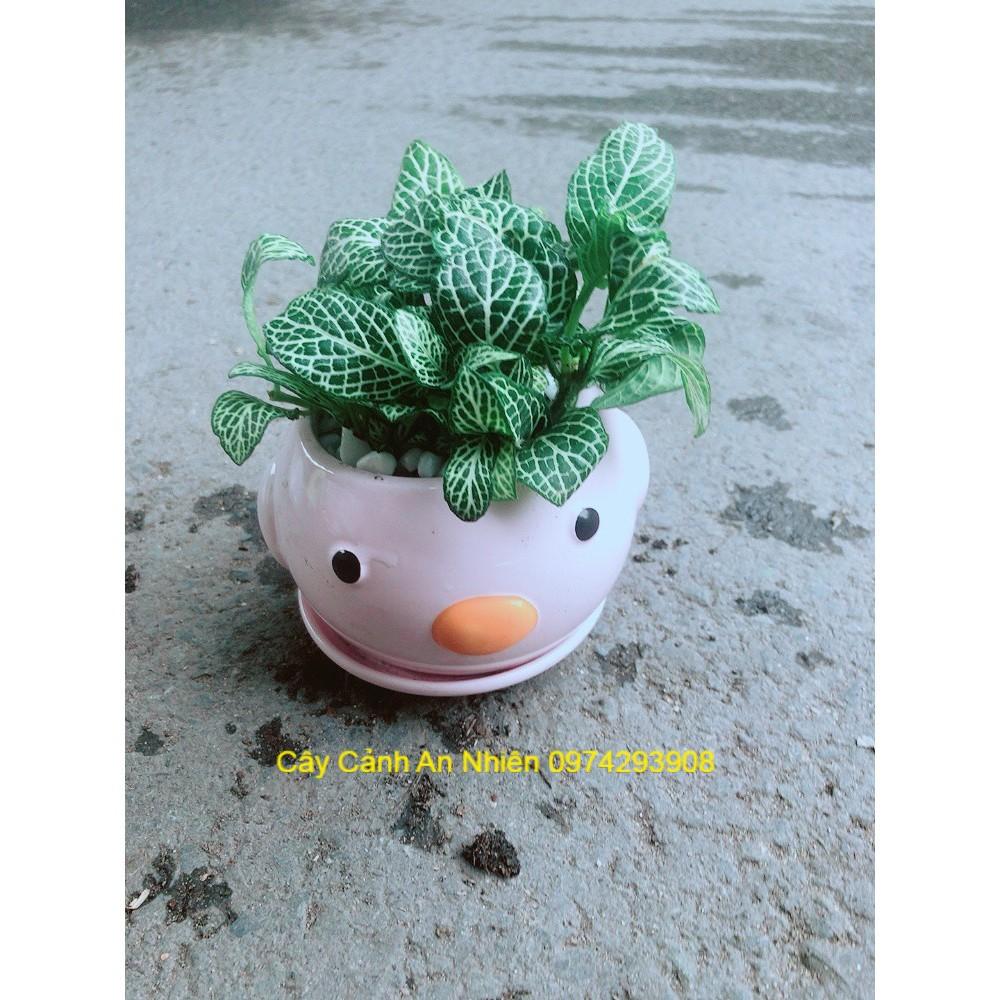 Chậu Cẩm Nhung Vịt Hồng