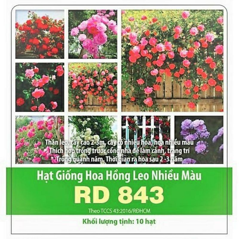 Hạt Giống Hoa Hồng Leo Nhiều Màu - Gói 10 Hạt - Trồng được Quanh Năm, Cây Nhiều Hoa, Sắc Hoa Rực Rỡ VTNN Nông Điền Trang