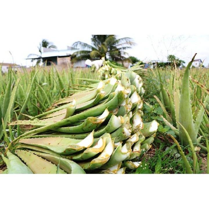 CHẬU CÂY NHA ĐAM MỸ, BẸ SIÊU TO