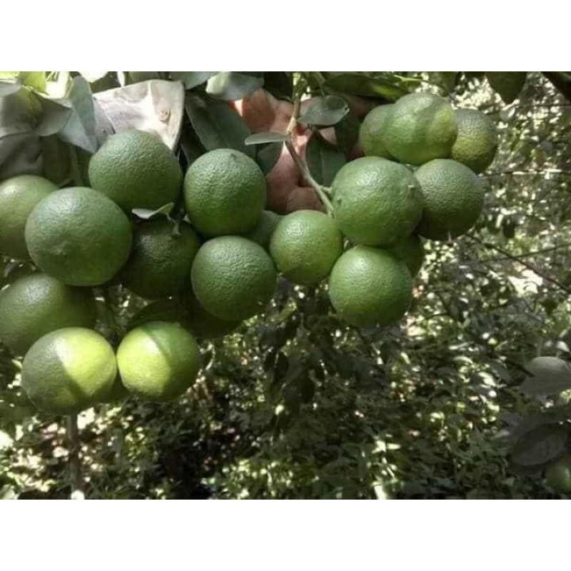 CÂY CHANH GIỐNG TỨ QUÝ