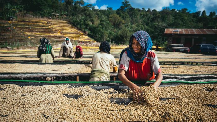 CÀ PHÊ BLAGU HẠT ĐÃ RANG , ETHIOPIA W.YIRGACHEFFE, LIGHT MEDIUM ROAST 250G