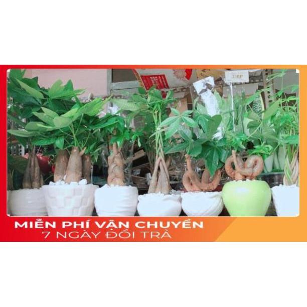 Chậu Kim Ngân 3 Thân Lớn