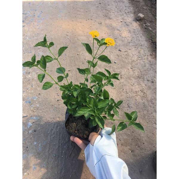 Cây hoa ngũ sắc vàng rủ trồng bịch đen ,thích hợp trồng công trình trang trí sân vườn