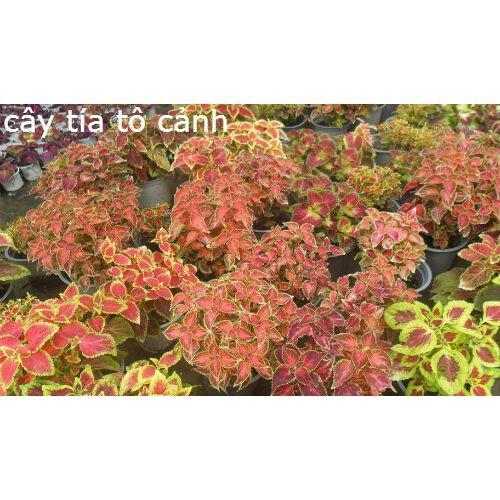 Cây lá gấm - cây tía tô cảnh,Cây lá gấm - cây tía tô cảnh