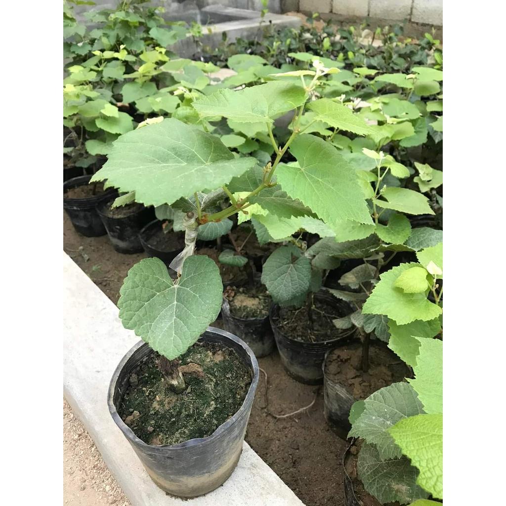 Cây Giống Nho Giống Ngón Tay.